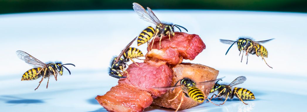 Ampiaiset ruoan ympärillä.