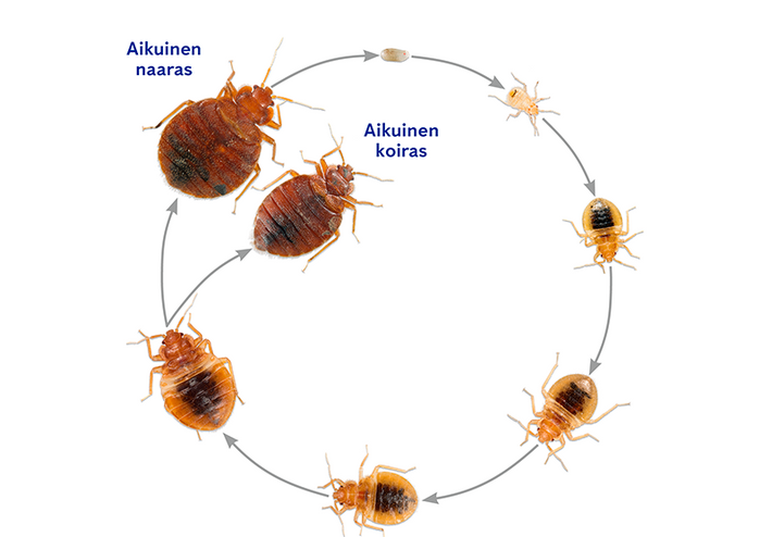 Lutikka Ihmisille Haitalliset Tuholaiset Anticimex lutikka-ihmisille-haitalliset-tuholaiset-anticimex