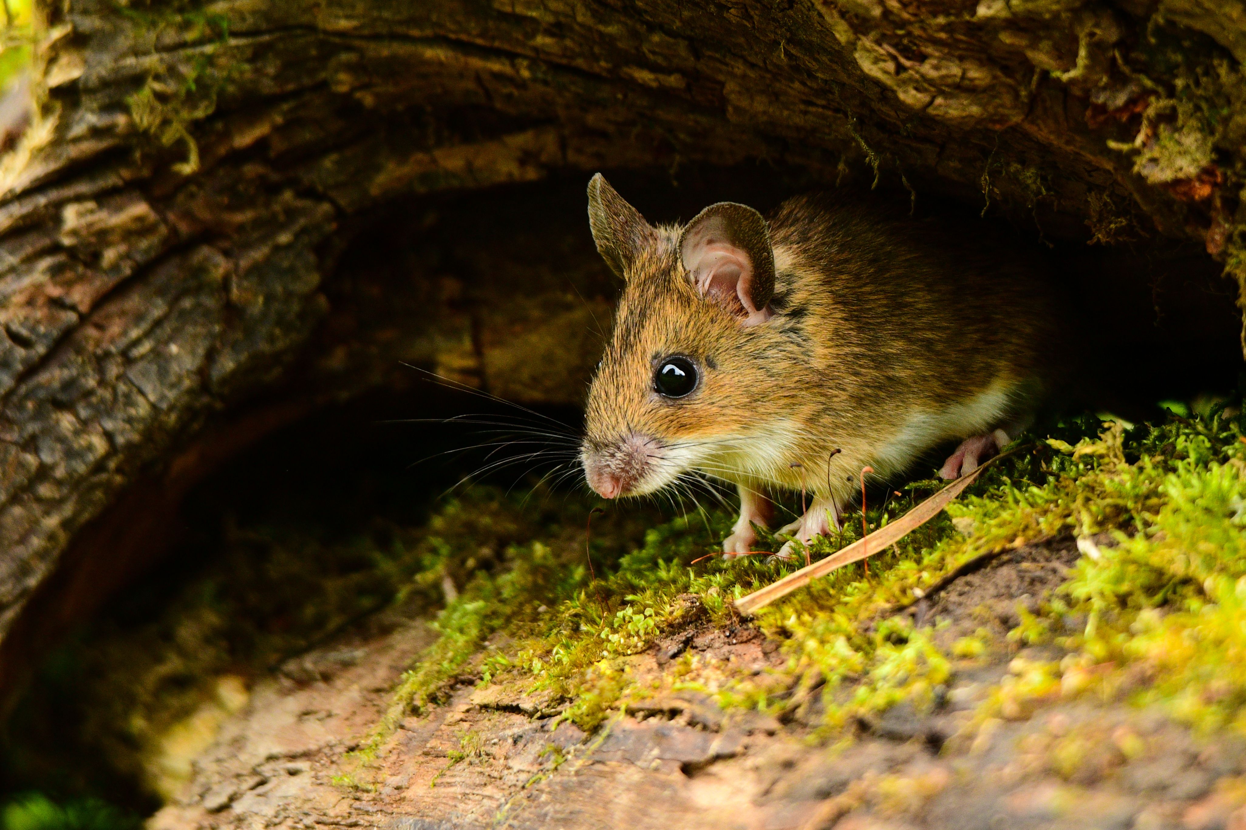 Hiirien torjunta - Anticimex
