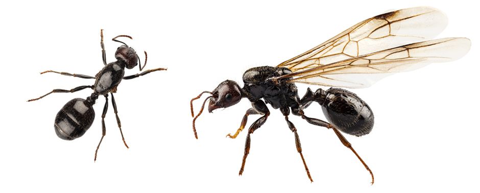 Pihamauriainen, eli sokerimuurahainen tai vain mauriainen.