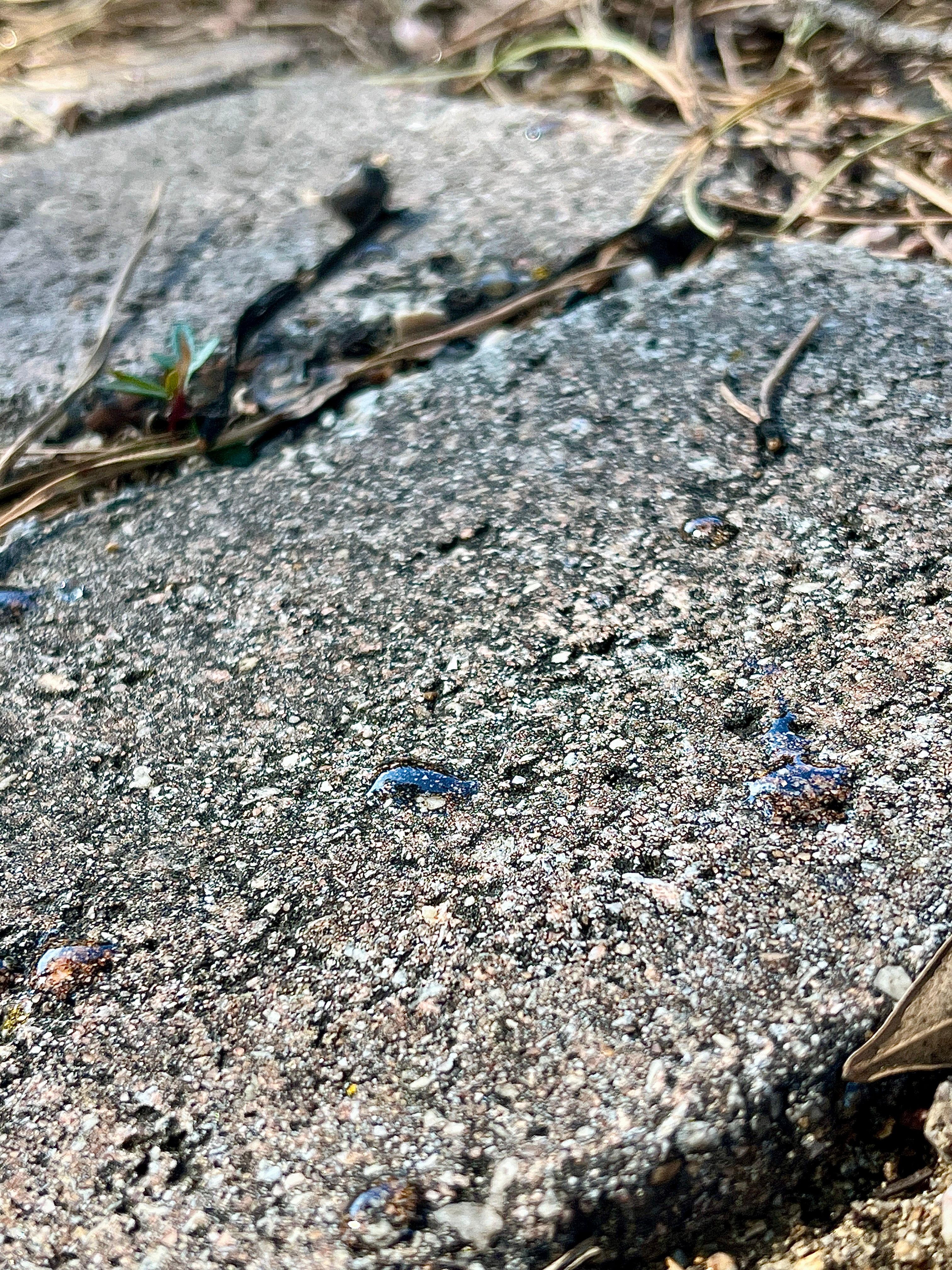 signes visibles de miellat dans votre jardin 