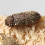 Petit aperçu d'un insecte xylophage