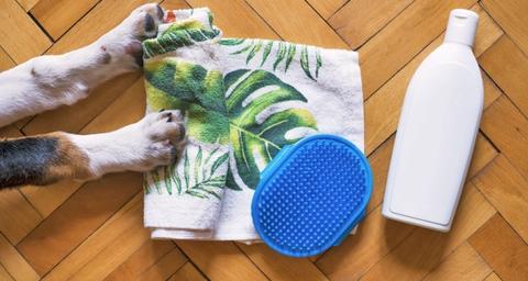 insecticides résistants aux punaises de lit