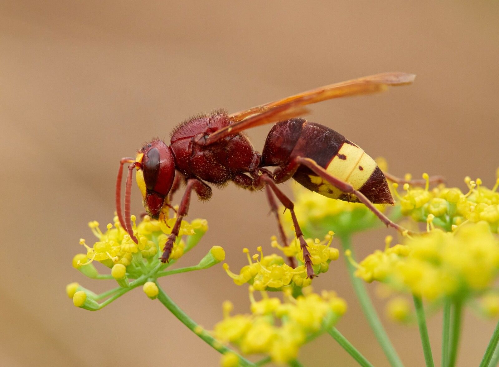 frelon oriental, nouvelle espèce de nuisible à surveiller 