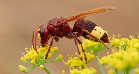 Frelon oriental arrive en France