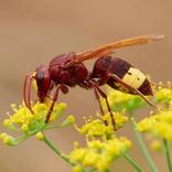frelon oriental, nouvelle espèce de nuisible à surveiller