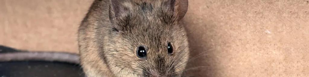 éviter les problèmes de souris 