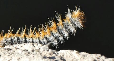 Chenilles processionaires comportement saisonnalité