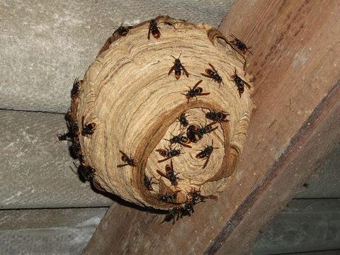 nid de frelons asiatiques 