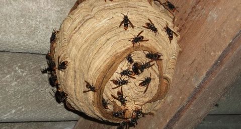 Désinsectisation Toulouse – Urgence