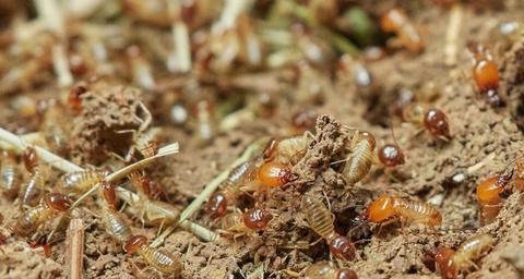 invasion de termites 