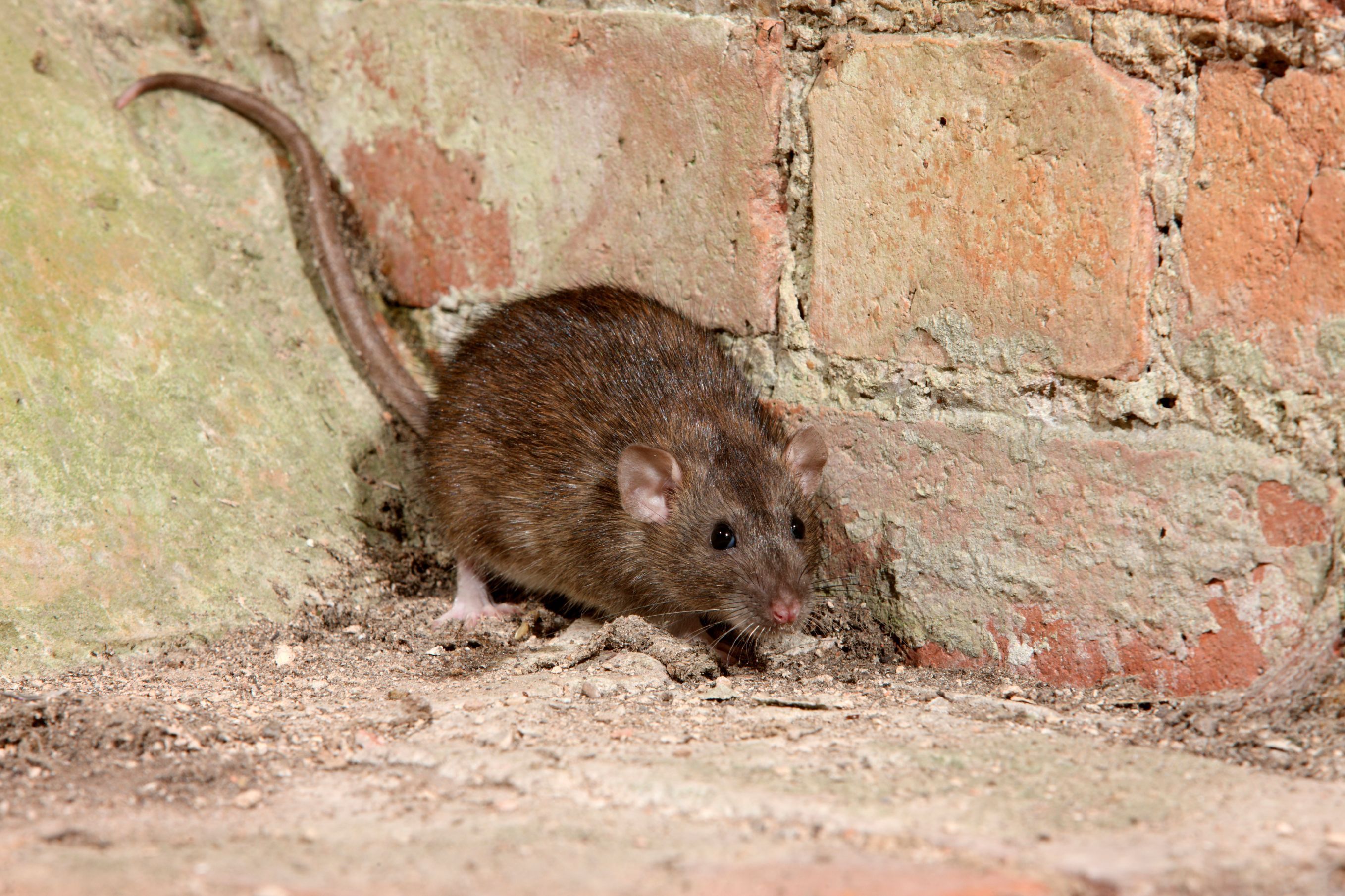 les rats causent des dommages et des maladies