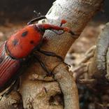 se débarrasser des charançons rouges 