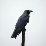 comment faire fuir les corbeaux