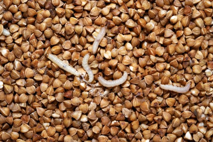 Cycle de vie de la mite alimentaire