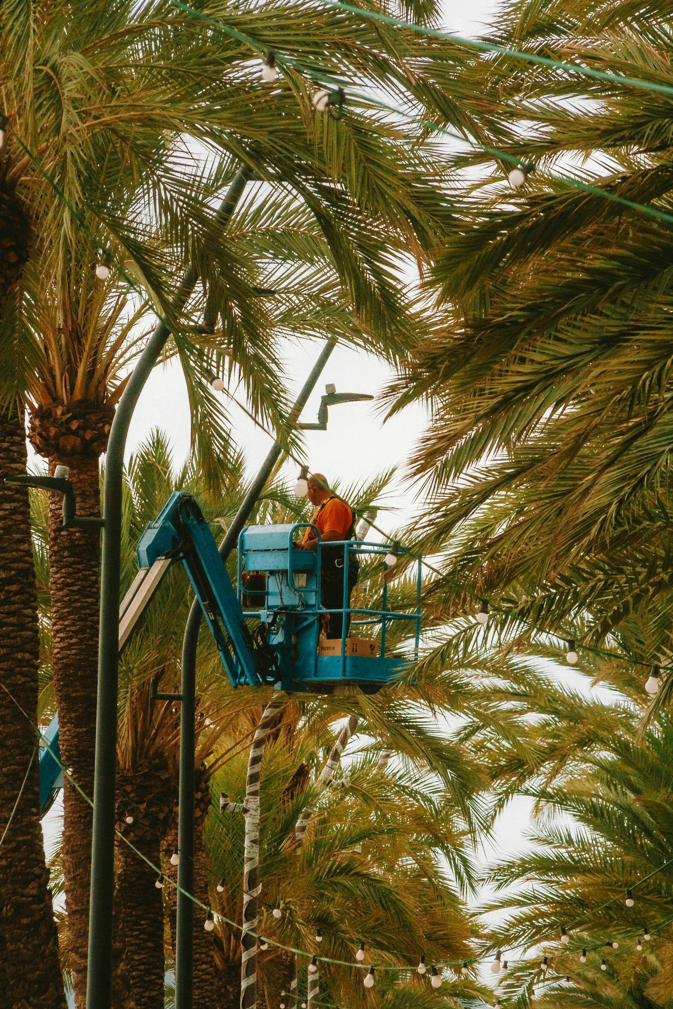 entretien des palmiers 