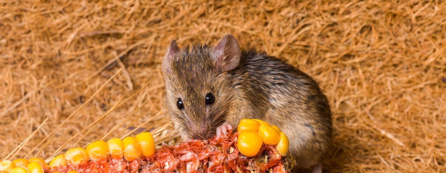 Que mangent les rats et les souris ?