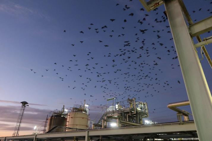 Maintenance préventive pour empêcher l’intrusion des nuisibles