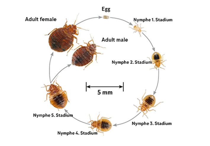 cycle de vie de la punaise de lit œuf nymphe adulte