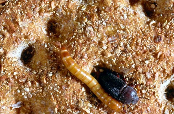 Coléoptères des denrées stockées dans un morceau de pain