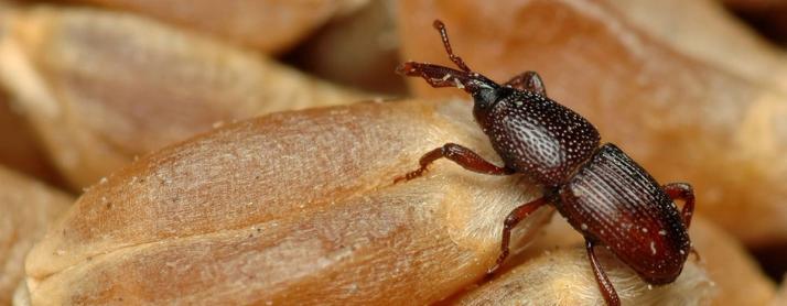 Photos de charançons des denrées stockées