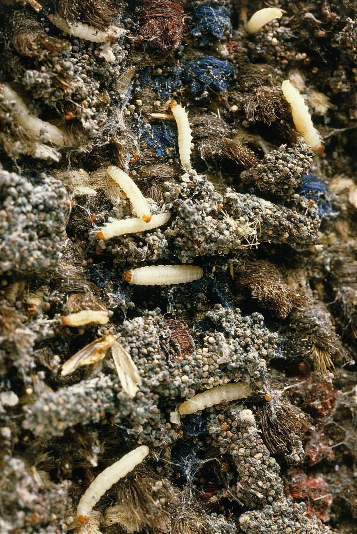 clothes moth textile industry