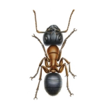 se débarrasser des fourmis