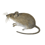 problèmes de souris et leur gestion