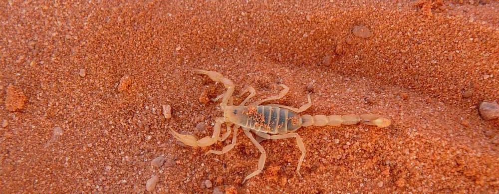 se débarrasser des scorpions