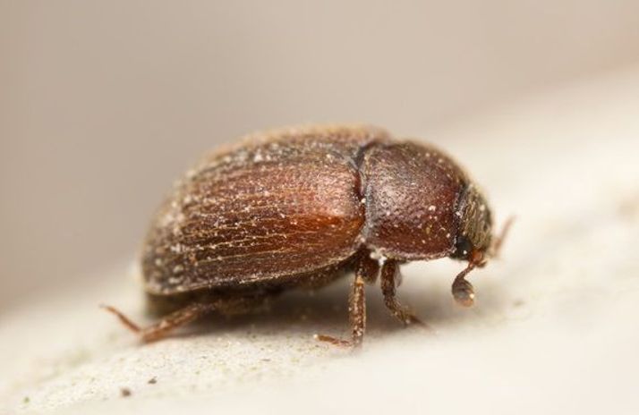 Insecte des produits stockées mangeant du pain 