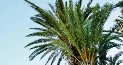 traitements palmiers grimaud
