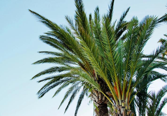 protection des palmiers contre les nuisibles