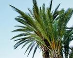 Traitement des palmiers