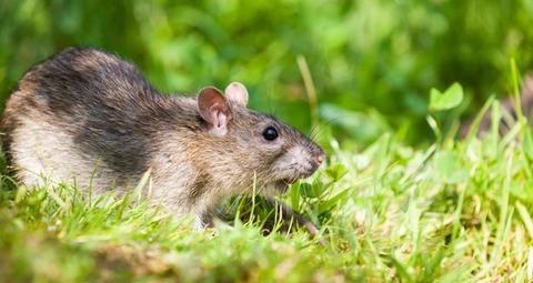 Rats dans le jardin - Anticimex