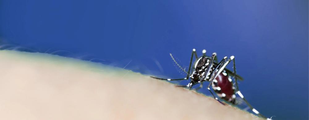 Risques sanitaires insectes volants