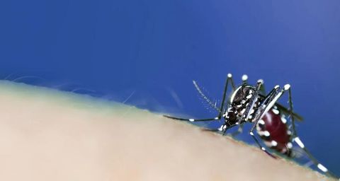 Risques sanitaires insectes volants