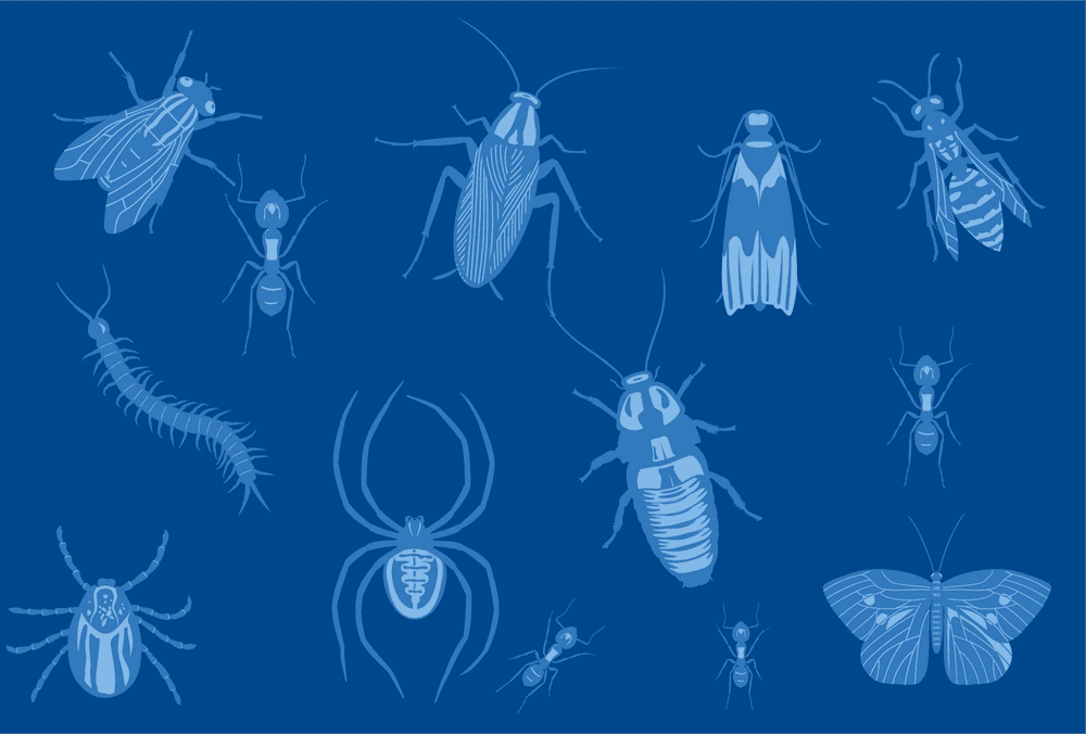 gestion des insectes vecteurs DNC