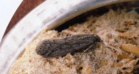 Mite de la farine (Ephestia kuehniella)