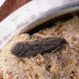 Mite de la farine (Ephestia kuehniella)