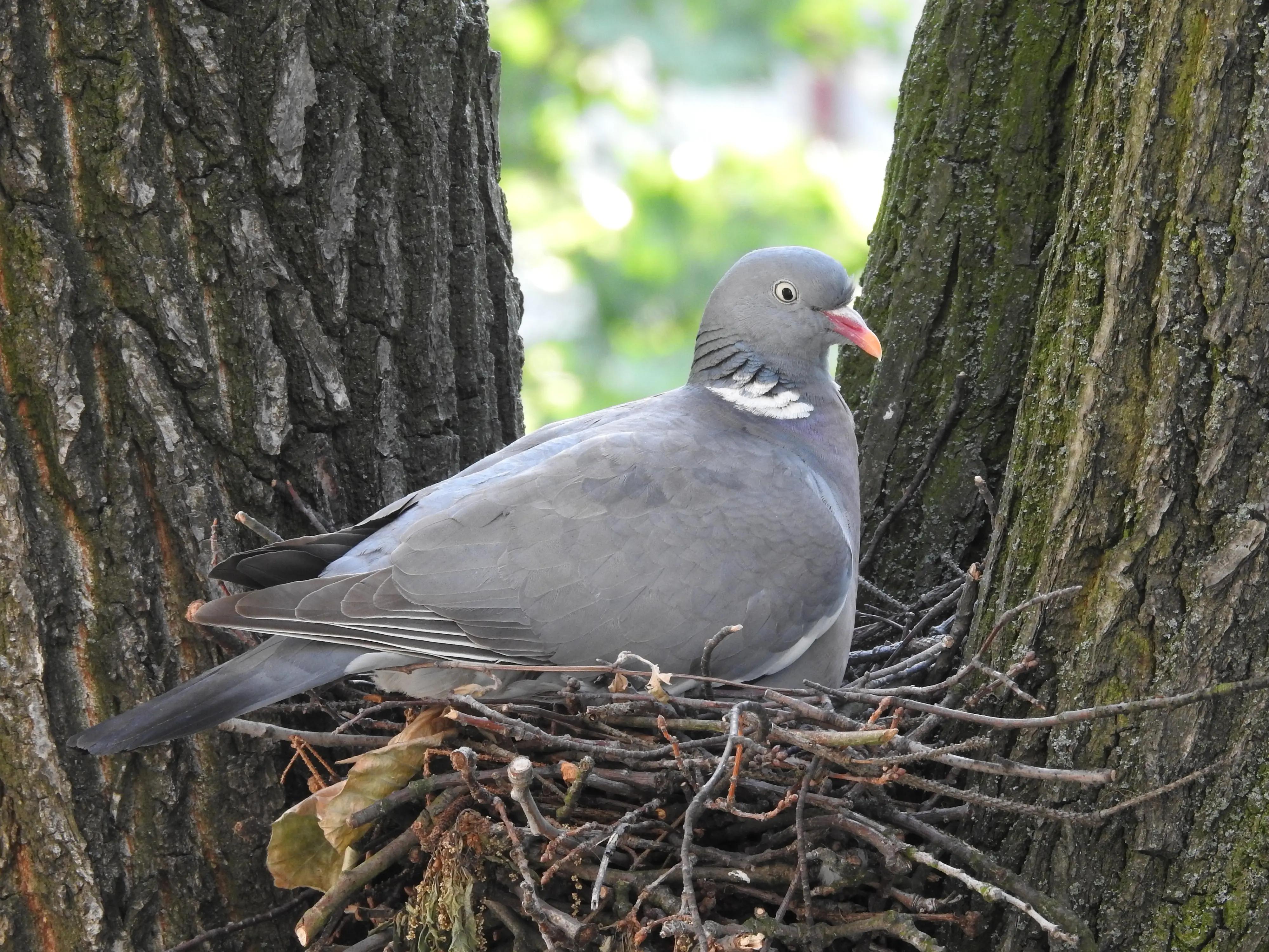 prévenir la présence des oiseaux dans une maison