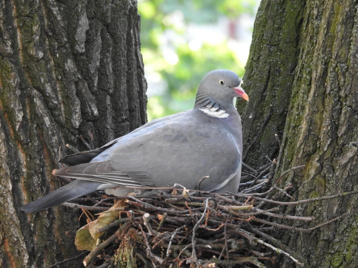 nid de pigeon dans un arbre