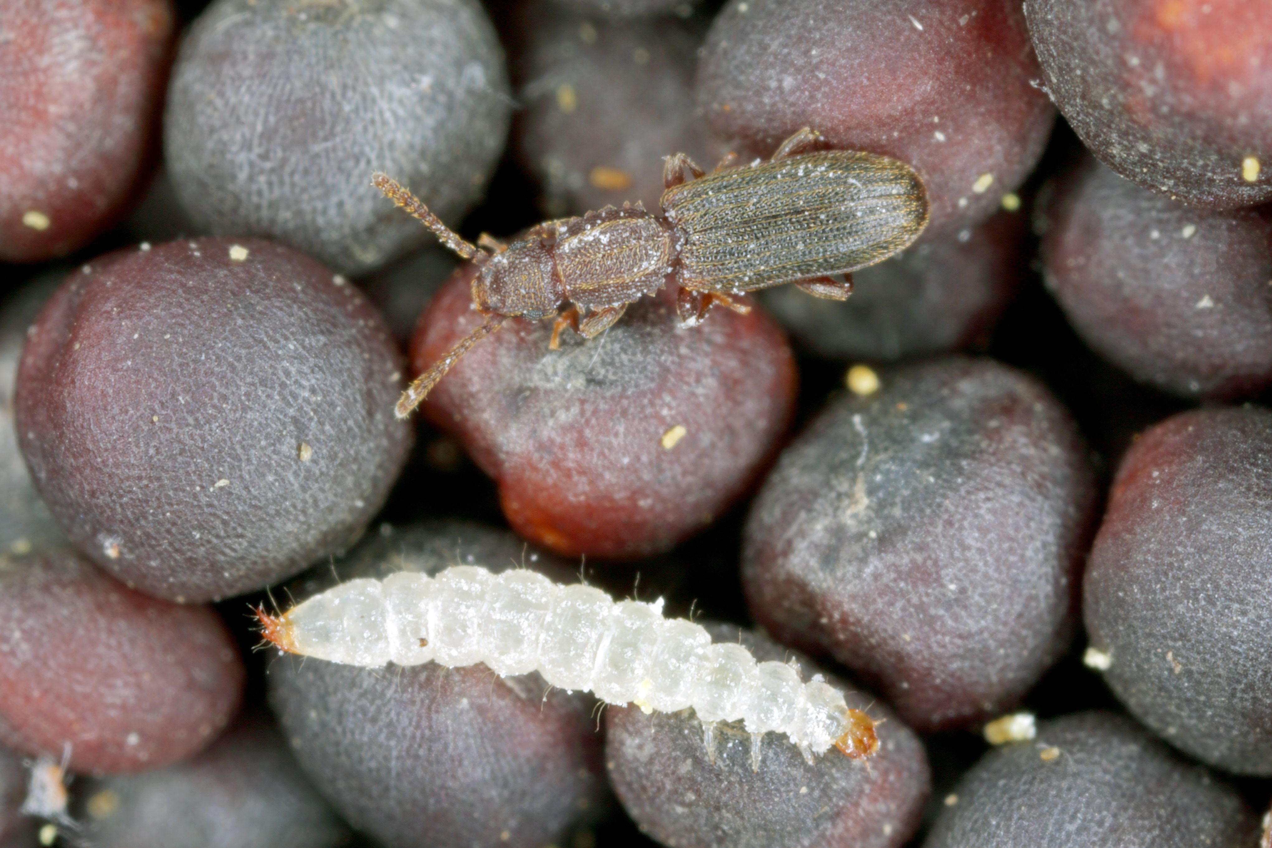 principaux coléoptères des denrées stockées