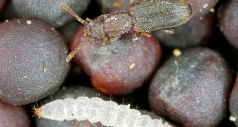 principaux coléoptères des denrées stockées
