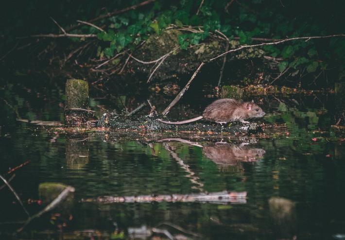 à quoi ressemblent les rats ?