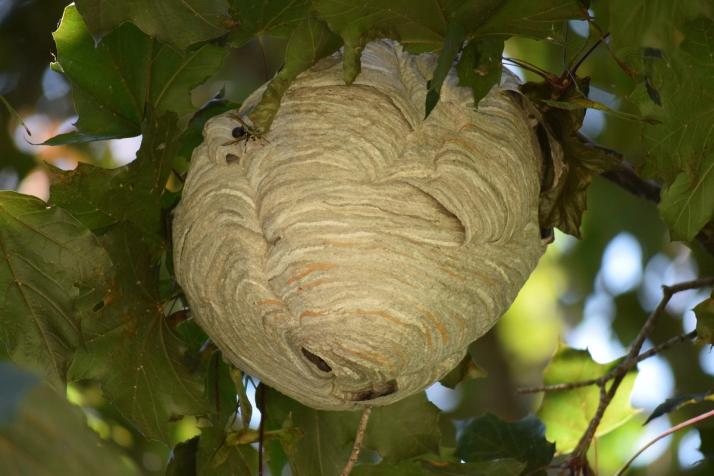 Jeune nid secondaire de frelon asiatique dans un arbre