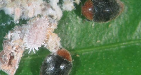 insectes-auxiliaires-contre-cochenille du pin