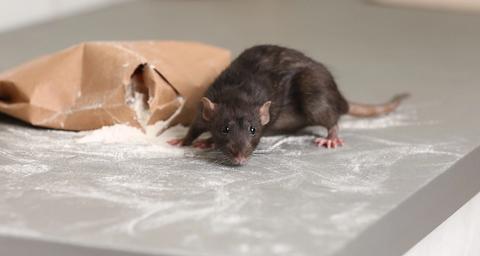 société dératisation professionnelle