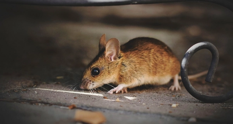 10 solutions naturelles contre les souris dans la maison.