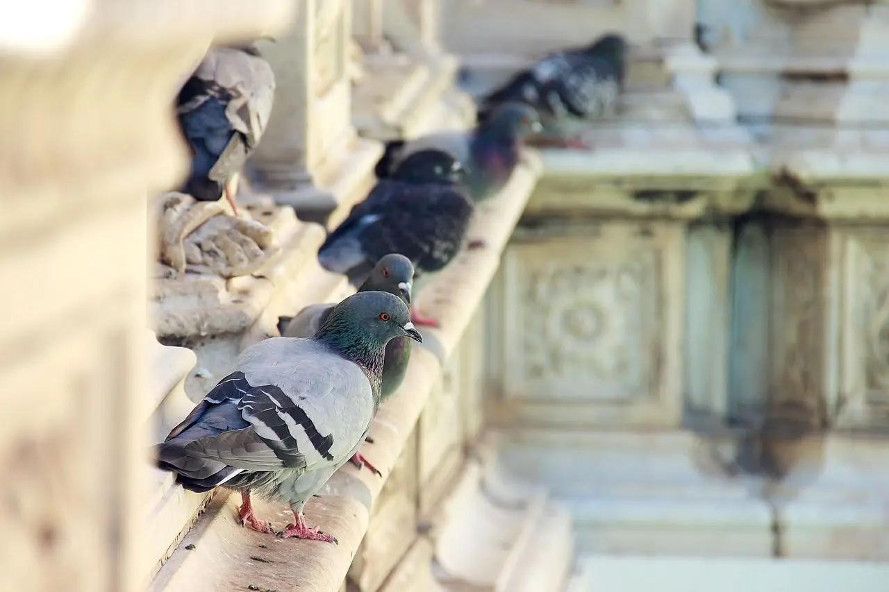 piège pour pigeons