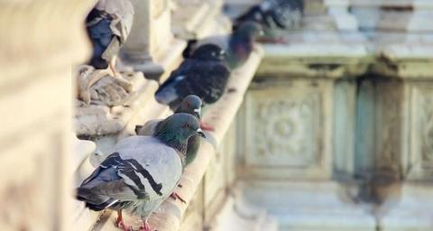 piège pour pigeons